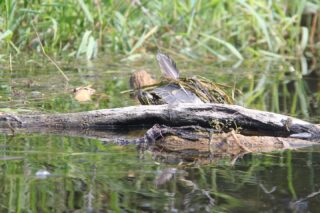 One thing that strikes you, as you take in the natural world, is that nothing is attempting to be what they’re not, despite the apparent fine feathered dreams of this Western Painted Turtle.
While we have crossed over the halfway point of August, there are still some opportunities to get out in the water this summer with PSKA. There are two spots left on the Matheson Island kayak tour on August 22, a few spots left on the September 5th Hecla Island kayak tour three spots left on the September 11-13 Little limestone Lake tour, and a few spots on the September 19 Lone Island Lake kayak tour. There are also some opportunities to join a Willow Creek kayak tour as indicated on the Calendar website. Looking forward to seeing you on the water!