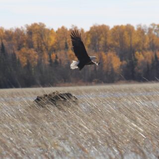 As Mary Oliver says, "the world offers itself up to your imagination, calls to you, like the wild geese, harsh and exciting, over and over again announcing your place in the family of things." Fortunate to soak up these moments in the Whiteshell this week.